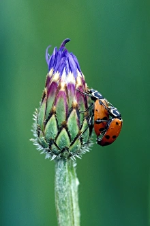 Close-up of mating ladybugs