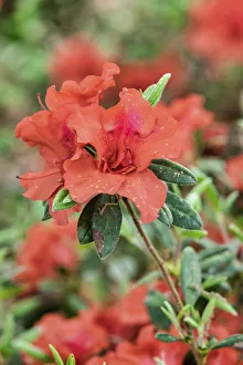 Images Dated 27th February 2018: Close-up of orange azalea bush