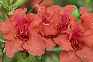 Vivid Prints: Close-up of orange azalea bush