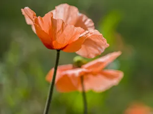 Poppy Prints: Close-up of orange poppies