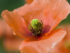 Images Dated 16th March 2021: Close-up of orange poppies