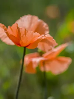 Images Dated 16th March 2021: Close-up of orange poppies