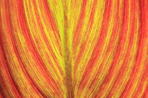 Images Dated 19th July 2009: Close-up of an orange and yellow tropical leaf