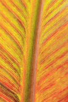 Backgrounds Prints: Close-up of an orange and yellow tropical leaf