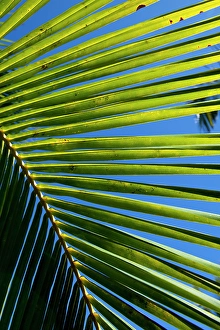 New Images March 2024 Part 2 Prints: Close-up palm tree fronds, Big Island, Hawaii, USA