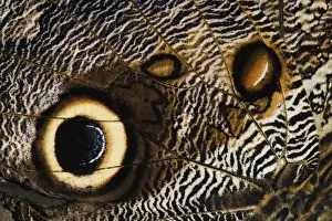 Images Dated 12th January 2011: Close-up pattern on underside of Owl Butterfly wing Caligo memnon