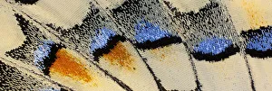 Images Dated 26th March 2019: Close-up patterns of butterfly wings showing the tiny overlapping scales