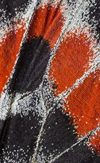 Images Dated 31st March 2019: Close-up patterns of butterfly wings showing the tiny overlapping scales