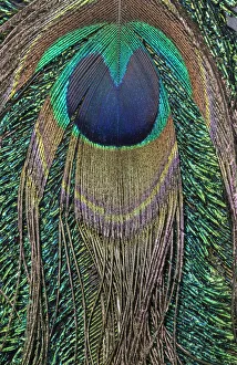 Irridescent Prints: Close-up of peacock tail feather