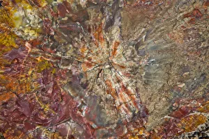 Images Dated 10th April 2017: Close-up of petrified logs, Petrified Forest National Park, Holbrook, Arizona, USA