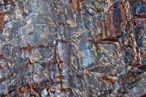 Holbrook Prints: Close-up of petrified wood, Petrified Forest National Park, Holbrook, Arizona, USA