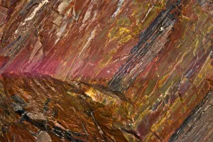 Images Dated 9th April 2017: Close-up of petrified wood, Petrified Forest National Park, Holbrook, Arizona, USA