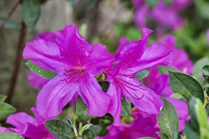 Images Dated 27th February 2018: Close-up of pink azalea bush