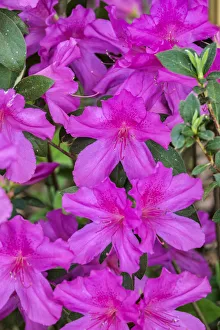 Images Dated 27th February 2018: Close-up of pink azalea bush