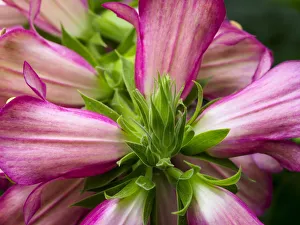 Images Dated 20th February 2019: Close-up of a pink blossom