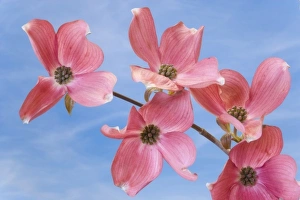 Images Dated 14th May 2008: Close-up of pink dogwood flowers