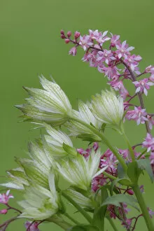 Images Dated 11th May 2006: Close-up of pink heucherella and green astrantia flowers. Credit as: Don Paulson