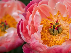 Peony Prints: Close-up of a pink peony