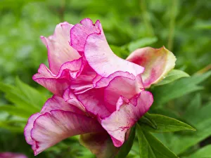 Peony Prints: Close-up of a pink peony bloom in a garden