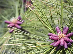 Pine Cone Prints: Close-up of pink pine cone buds of the Ponderosa Pine tree