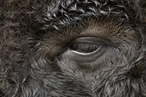 Close-up portrait of American Bison, Yellowstone National Park, Wyoming