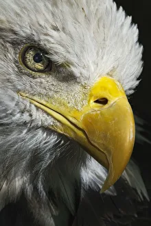 Eagle Prints: Close-up portrait of Bald eagle, Kentucky