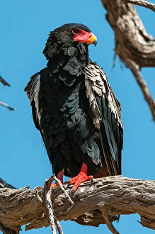 Perching Prints: Close-up portrait of a bateleur eagle