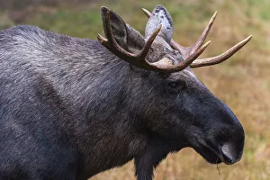 Nationalpark Bayerischer Wald Prints: Close-up portrait of a captive Eurasian elk