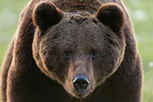 Finland Prints: Close-up portrait of European brown bear, Ursus arctos. Kuhmo, Oulu, Finland