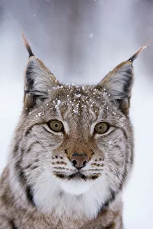 Intense Prints: Close-up portrait of a European lynx. Polar Park, Bardu, Troms, Norway