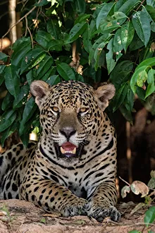 Mato Grosso Prints: Close-up portrait of a jaguar, Panthera onca