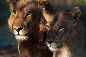 Close-up portrait of a lion and lioness, Panthera leo. Chief Island, Moremi Game Reserve, Okavango Delta, Botswana