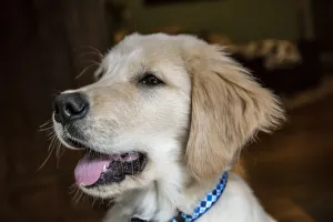 Staring Prints: Close-up portrait of a four month old Golden Retriever puppy. (PR)