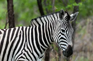 Waist Up Prints: Close-up portrait of a plains or Burchell's zebra