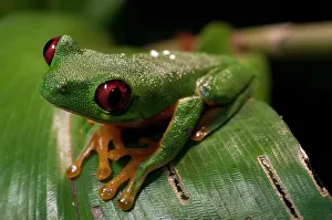 Frog Prints: Close-up portrait of a red-eyed tree frog