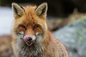 Carnivora Prints: Close-up portrait of a red fox