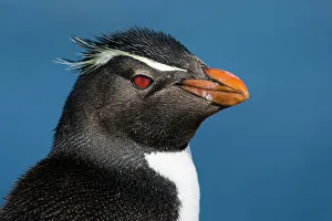 Close-up portrait of a rockhopper penguin, Eudyptes chrysocome. Pebble Island, Falkland Islands