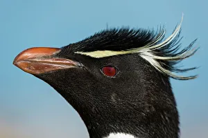 Vertebrate Prints: Close-up portrait of a rockhopper penguin