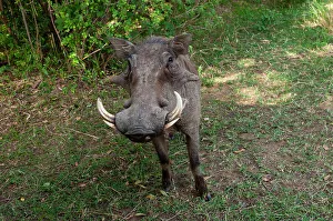 National Reserve Prints: A Close-up portrait of a warthog