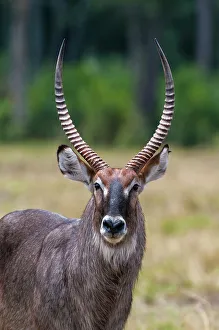 National Reserve Prints: Close-up portrait of a waterbuck, Kobus ellipsiprymnus. Masai Mara National Reserve, Kenya