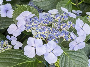 Close-up of a purple lacecap hydrangea