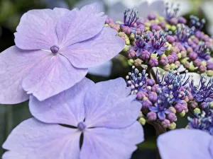Close-up of a purple lacecap hydrangea