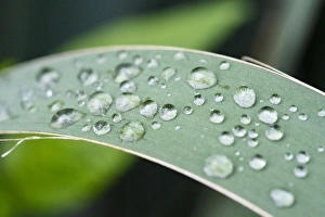Droplet Prints: Close-up of rain droplets on leaf