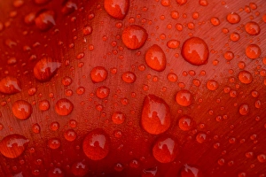 Droplet Prints: Close-up of rain droplets on red tulip petal