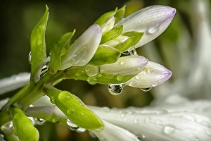 Raindrop Prints: Close-up of rain drops on trumpet-shaped flowers of Hosta plant prior to opening