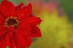 Close-up of red Dahlia, Sammamish Washington
