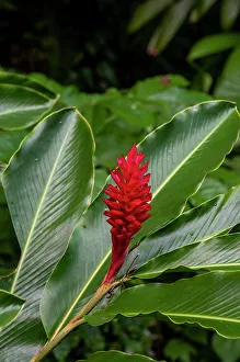 West Indies Prints: A Close-up of a red ginger flower. Dominica Island, West Indies