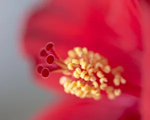 Images Dated 23rd March 2016: Close-up of red hibiscus flowering