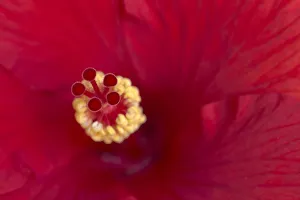 Malvaceae Prints: Close-up of red hibiscus flowering