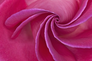 Whorl Prints: Close-up of red rose